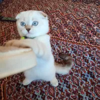 فروش گربه|گربه|سنندج, |دیوار