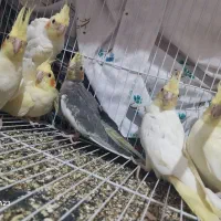 عروس هلندی|پرنده|زبرخان, |دیوار