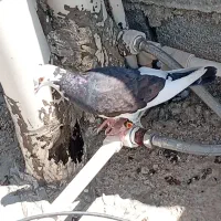 کبوترهای قشنگ