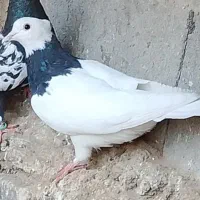 سه تا کفتر پرشی|پرنده|چناران, |دیوار