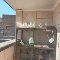 المانی سفید ده جفت علی اباد گونه|پرنده|محمدشهر, محمدشهر|دیوار