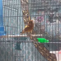 سهره قناری|پرنده|تهران, تهرانپارس جنوبی|دیوار