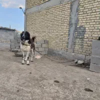 سگ قهدرجونی نگهبان و گله ای
