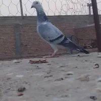 سلام حیونا فروشین|پرنده|گنبد کاووس, |دیوار