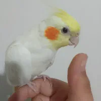 عروس هلندی|پرنده|ساوه, |دیوار