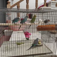 مرغ عشق|پرنده|اصفهان, کشاورزی|دیوار