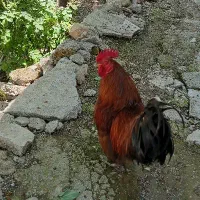 خروس