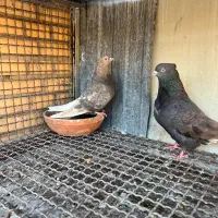 جفت دم سفید