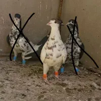 پرشی بشرط چاقو|پرنده|قزوین, |دیوار