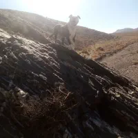 سگ پیتبول بیتبول