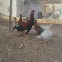 مرغ وخروس لاری اصیل
