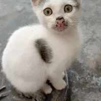 واگذاری گربه رایگان