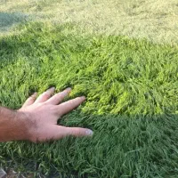 Grass خارجی|عمده‌فروشی|تهران, جوانمردان (اندیشه)|دیوار
