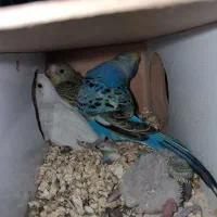 مرغ عشق روی جوجه|پرنده|سیرجان, |دیوار