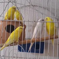 مرغ عشق هلندی چشم قرمز