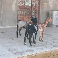 نری شهری پلمپ وکهره نزار و کیسه چاق