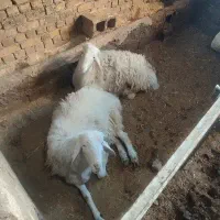 گوسفند.میش.بره.قوچ.سفیدافشار|حیوانات مزرعه|داران, |دیوار