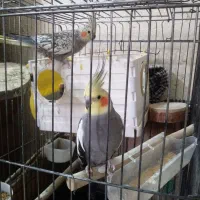 عروس هلندی مولد