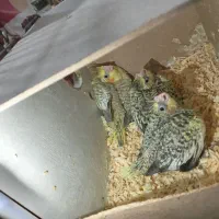 سه عدد جوجه