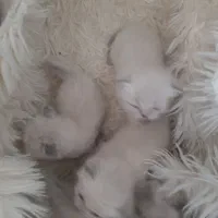 گربه نژاد دار