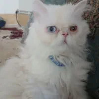 گربه|گربه|نیشابور, ناسیونال|دیوار