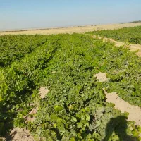 نهال انگورکشمشی خالص ضمانتی|خدمات باغبانی و درختکاری|ملایر, |دیوار