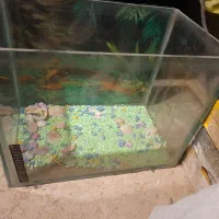 اکواریوم ماهی|ماهی|دهگلان, |دیوار