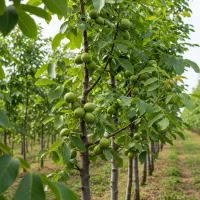 نهال گردو تویسرکان پوست کاغذی|حراج|کوهدشت, |دیوار