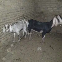 بز نژاد دار شیرا