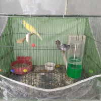 دوتا قناری نر ماده