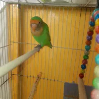 عروس هلندی|پرنده|تربت‌حیدریه, شهرک ولیعصر|دیوار