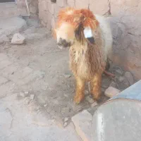 یک راس کوه تخمی|حیوانات مزرعه|اندیکا, |دیوار