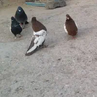 سینه سرخ نر