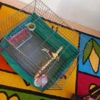 قناری|پرنده|سنقر, |دیوار