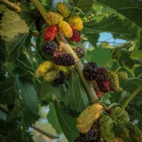 فروش انواع نهال های پیوندی|خدمات باغبانی و درختکاری|آذرشهر, |دیوار