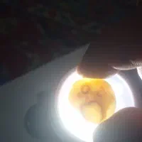 یک جفت مهره