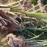 جنگ مضافتی|خدمات باغبانی و درختکاری|نرماشیر, |دیوار