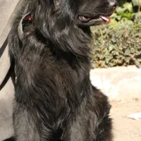 ژرمن شپرد بلک کینگ سایز موبلند (ژرمن شاپ)