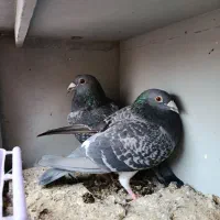 معاوظه|پرنده|دزفول, |دیوار