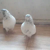 یه جفت کفتر کله دم سبز عطیقه|پرنده|ملایر, |دیوار