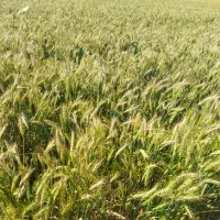 گندم|خدمات باغبانی و درختکاری|آق قلا, |دیوار