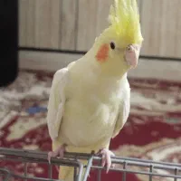 یک جفت عروس هلندی