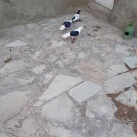 فروش کبوتر