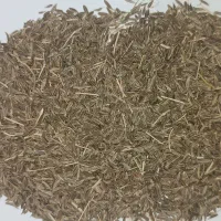 زیره سبز دیم درجه یک