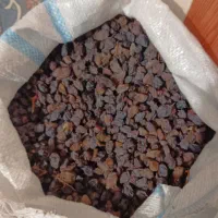 مویز و کشمش دشمن زیاری