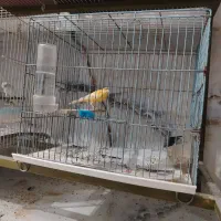 قناری|پرنده|نیشابور, هفده شهریور|دیوار