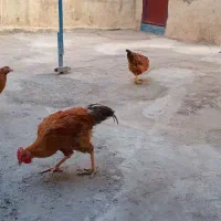 مرغ و خروس