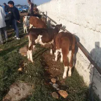 گوساله درجه یک موجود|حیوانات مزرعه|سیجوال, |دیوار