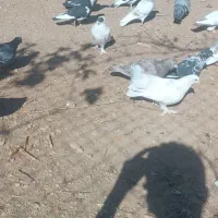 کفتر|پرنده|گلپایگان, |دیوار