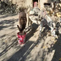 اولاغ ماده جوان با کره|حیوانات مزرعه|طارم, |دیوار